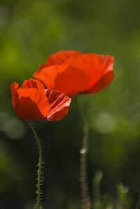 Red poppies blooming