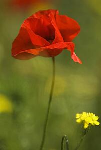 A red poppy blooming