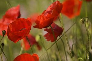 Red poppies blooming outdoors