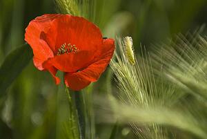 A red poppy blooming outdoors