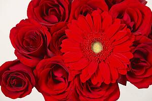 Closeup view of a red gerber with roses