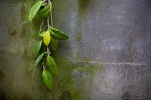 Green leaves on wall