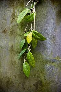 Green leaves on wall