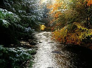 Forest with creek running through it