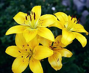 Yellow lilies