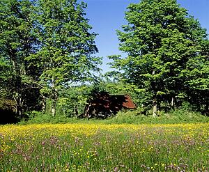 Meadow and dilapidated building