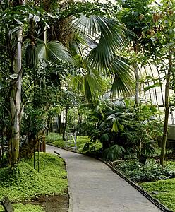 Pathway with trees and plants