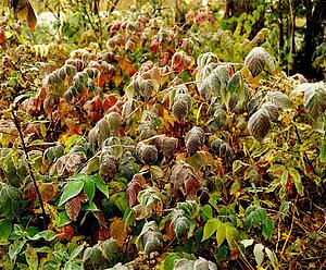 Frost on blackberry leaves