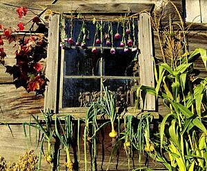 Autumn harvest