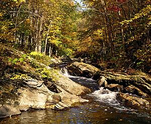 River running through forest