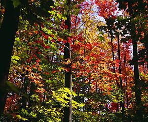 Autumn leaves