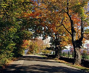 Road in autumn