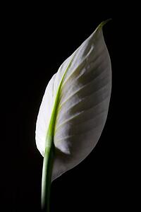 Peace lily
