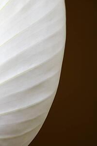 Close-up of a Peace lily