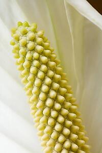 Close-up of peace lily flower