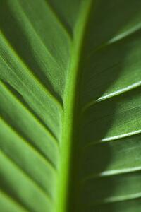 Close-up of green leaf