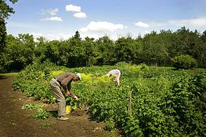 Senior man gardening