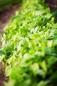 Green plant