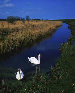 Swans on Bog, Near Newcastle, County Wicklow, Ireland