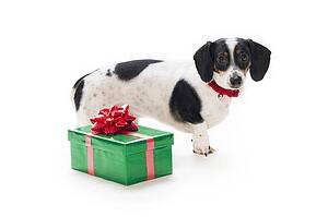Dachshund puppy with present