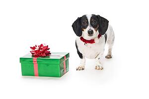 Dachshund puppy with gift box
