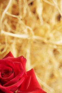 Closeup of a red rose