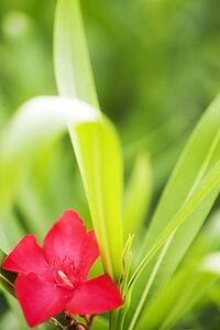 Red flower blooming with leaves