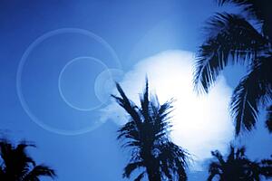 Silhouetted palm trees