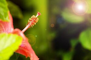 Detail of flower with stamen
