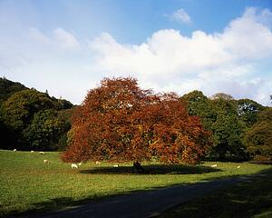 Beech Tree, Glendalough, Co Wicklow, Ireland