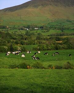 Holstein-Fresian Cattle, Glen Of Aherlow, Golden Vale, Co Tipperary, Ireland