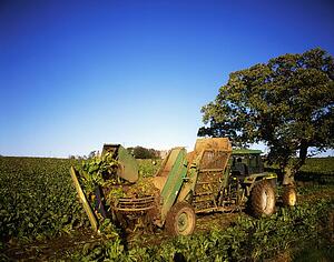Agriculture, Harvesting Sugar Beet, Co Kilkenny, Ireland