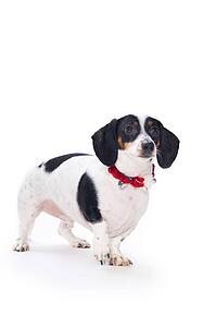 Dachshund puppy on white background