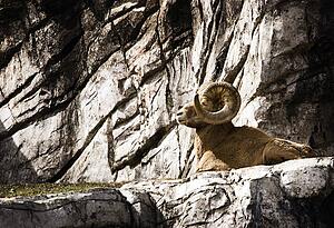 Wild ram