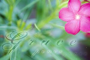 Computer generated image of flower and grass with the words 'grace', 'peace' and 'elegance'