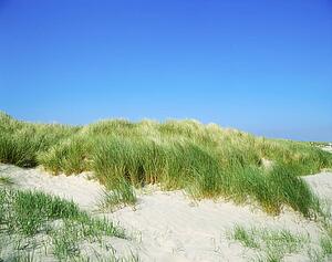 Grasses, Sand Dunes, Dollymount Strand, Dublin Bay, Ireland