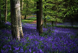 Glens of Antrim, Bluebells, Portglenone Forest, Ireland