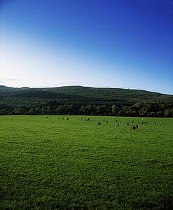 Pastoral, Kilsheelan, Co Tipperary, Ireland