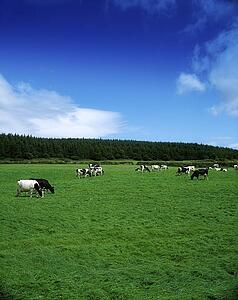 Holstein-Fresian Cattle Near Carrick On Suir, Co Waterford, Ireland