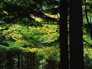 Woods
