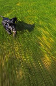 A black dog running