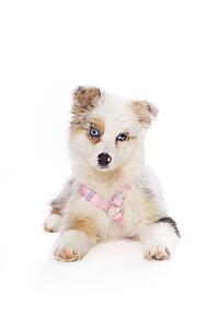 Australian Shepherd puppy
