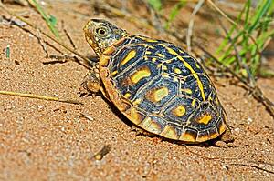 Juvenile ornate box turtle basking in a canyon, Garza County, Texas, U. S. A