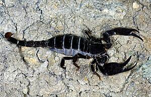 Black scorpion on road, Brewster County, Texas, U. S. A