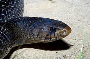 Texas indigo snake