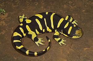 Texas barred tiger salamander
