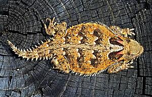 A Coast horned lizard 