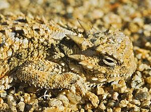 A camouflaged juvenile southern desert horned lizard 