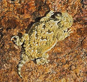A juvenile desert horned lizard 