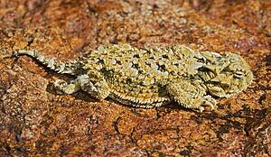 A juvenile southern desert horned lizard 